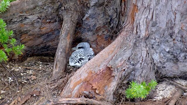 Hiding seabird at Mauritius island