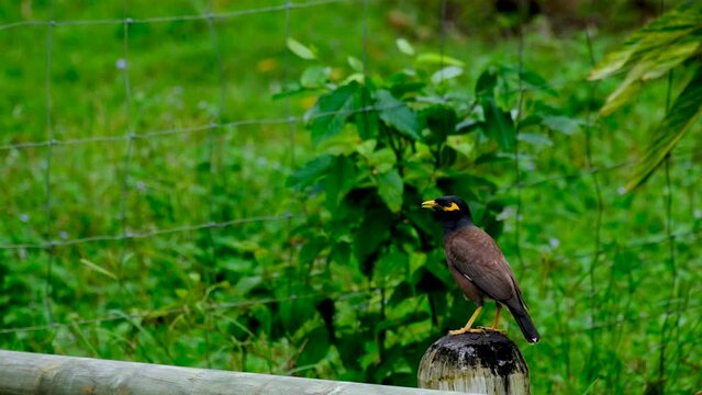 Signing bird at Mauritius national park
