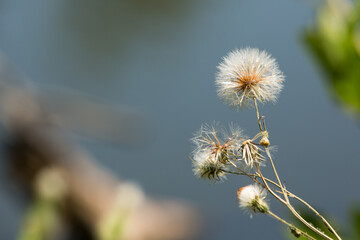 Dandelion