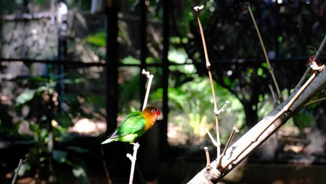 Small parrots at national park in Mauritius