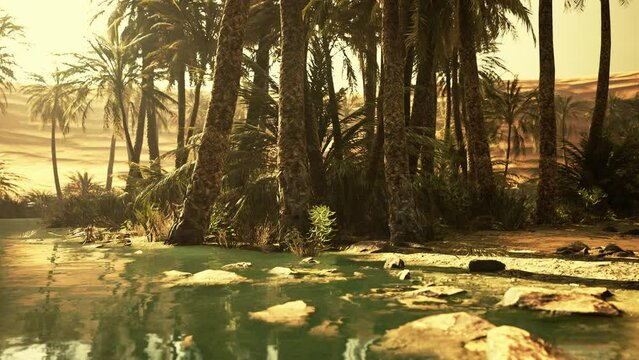 Pond and palm trees in desert oasis