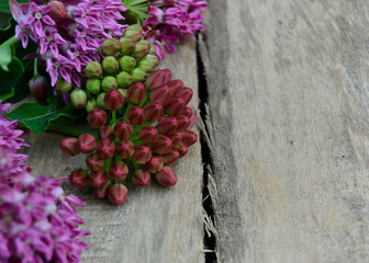 Purple Milkweed in Bloom (Asclepias Purpurascens)
