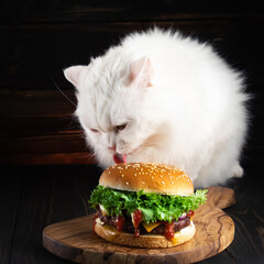 Fluffy cat eating big burger on dark background. Kitty eats tasty fast food meal with meat cutlet,...