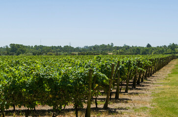 Fototapeta na wymiar Beautiful vine of European grapes in Uruguayan winery in Canelos region.