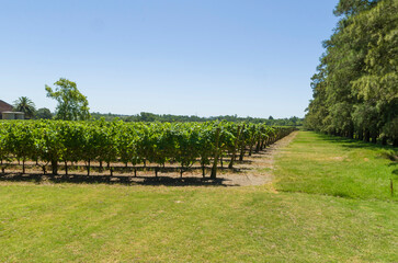 Beautiful vine of European grapes in Uruguayan winery in Canelos region. - 485936371