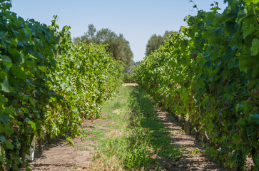 Beautiful vine of European grapes in Uruguayan winery in Canelos region.