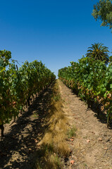 Fototapeta na wymiar Woman hand picking/holding bunch of wine grapes in vineyard