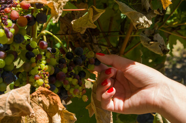 Woman hand picking/holding bunch of wine grapes in vineyard