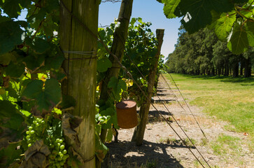 Beautiful vine of European grapes in Uruguayan winery in Canelos region.