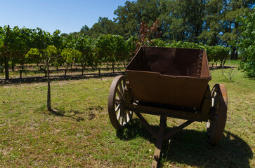 Fototapeta na wymiar Beautiful vine of European grapes in Uruguayan winery in Canelos region.