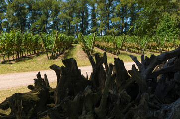 Beautiful vine of European grapes in Uruguayan winery in Canelos region.