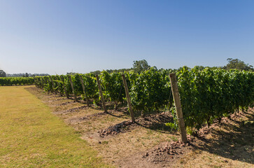 Fototapeta na wymiar Beautiful vine of European grapes in Uruguayan winery in Canelos