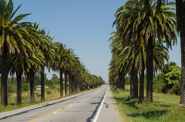 Beautiful view of the Canary palm road, located on the road that