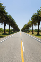 Fototapeta na wymiar Beautiful view of the Canary palm road, located on the road that
