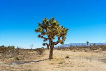 Fototapeta na wymiar Large Joshua Tree on a Mojave Desert trail