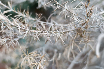dry and cold rosemary plant close up