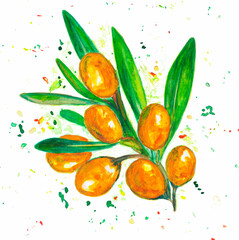Watercolor orange berry of sea buckthorn on white background. Hand drawing.