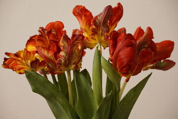 parrot tulips 