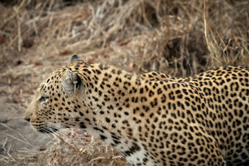 Fototapeta na wymiar Male leopard (Panthera pardus) on game trail hunting for dinner; Londolozi; South Africa