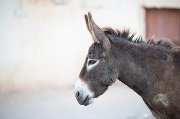 Tuinposter donkey © buka