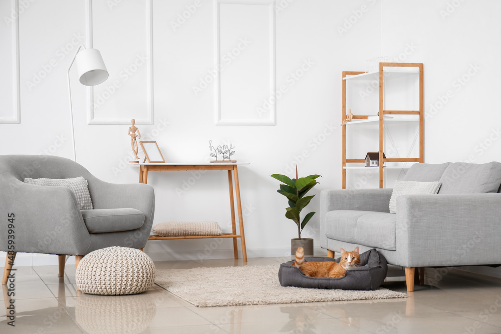 Poster interior of light living room with cute red cat lying in pet bed