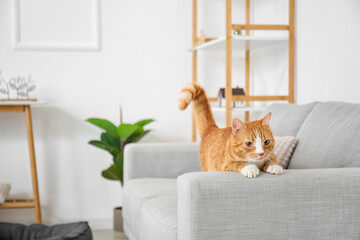 Cute red cat on grey sofa in living room
