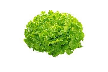 Batavia green lettuce salad head