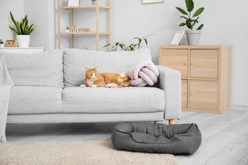 Cute red cat lying on sofa in living room © Pixel-Shot