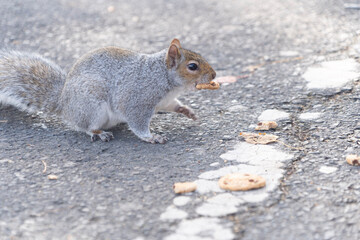 squirrel with cookie in mouth