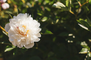 Close-up of white peony blossom on greenery background. Spring flower peonies. Natural flower background, copy space