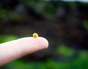 The Smallest Snail