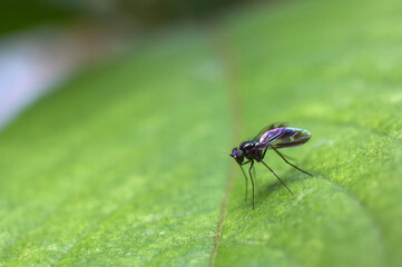 Small fly on green leaf