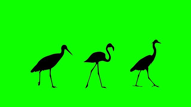 Animation with stork, heron and flamingo walking on the green background