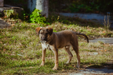 dog running in the park