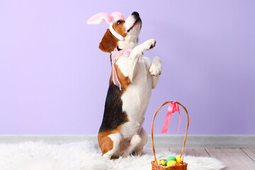Cute Beagle dog with bunny ears and Easter basket near color wall