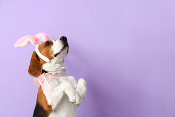 Cute Beagle dog with bunny ears on color background. Easter celebration