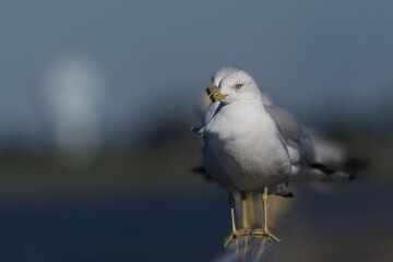 Ring-billed Gulls standing on a pier