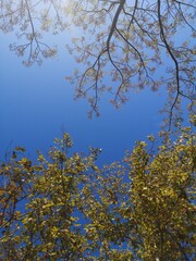 Obraz premium palm trees in the nature