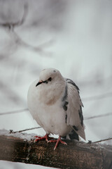 seagull on the rock
bird on a tree