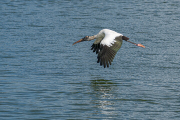 Wood Stork in Flight