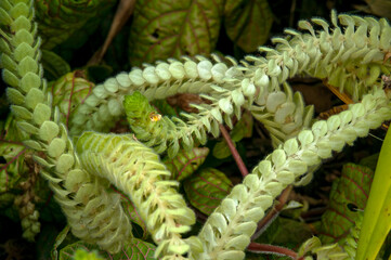 Sydney Australia, flower spike of a fittonia gigantea or nerve plant native to south america