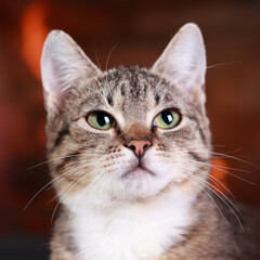 Naklejka na ściany i meble Portrait of a cat on the background of the fireplace. Kitten close up. Cute cat with green eyes posing at camera. Gray-brown kitten with white fur around his neck. Care concept. Tabby. Place for text