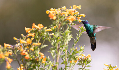 hummingbird © Daniel