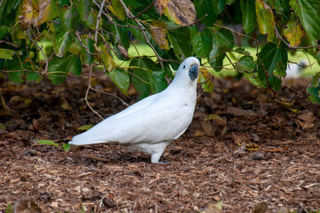 Sydney Australia, sulphur-crested cockatoo standing in garden 