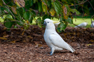 Sydney Australia, sulphur-crested cockatoo standing in garden 