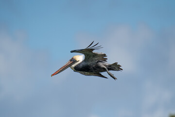 Pelican in flight