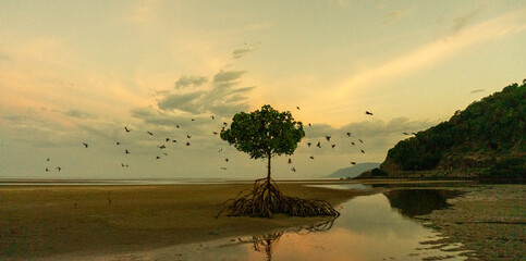 Fototapeta premium The lonely Mangrove Tree