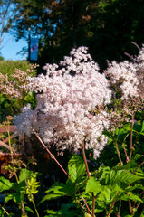 Sydney Australia, flowering filipendula palmata or meadowsweet plant native to China.