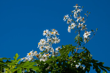 Sydney Australia, white flowers against bright blue sky