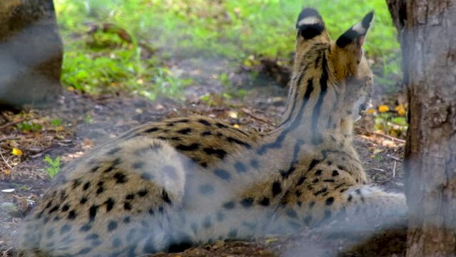 Serval in the cage at the Mauritius national park 